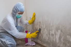 Environmental Consulting for Mold Prevention in Taft, TX